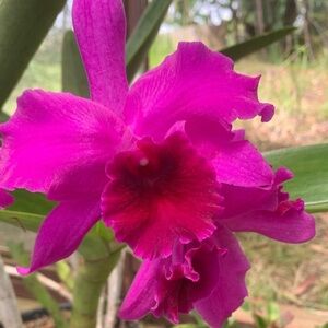 Listing for moondance